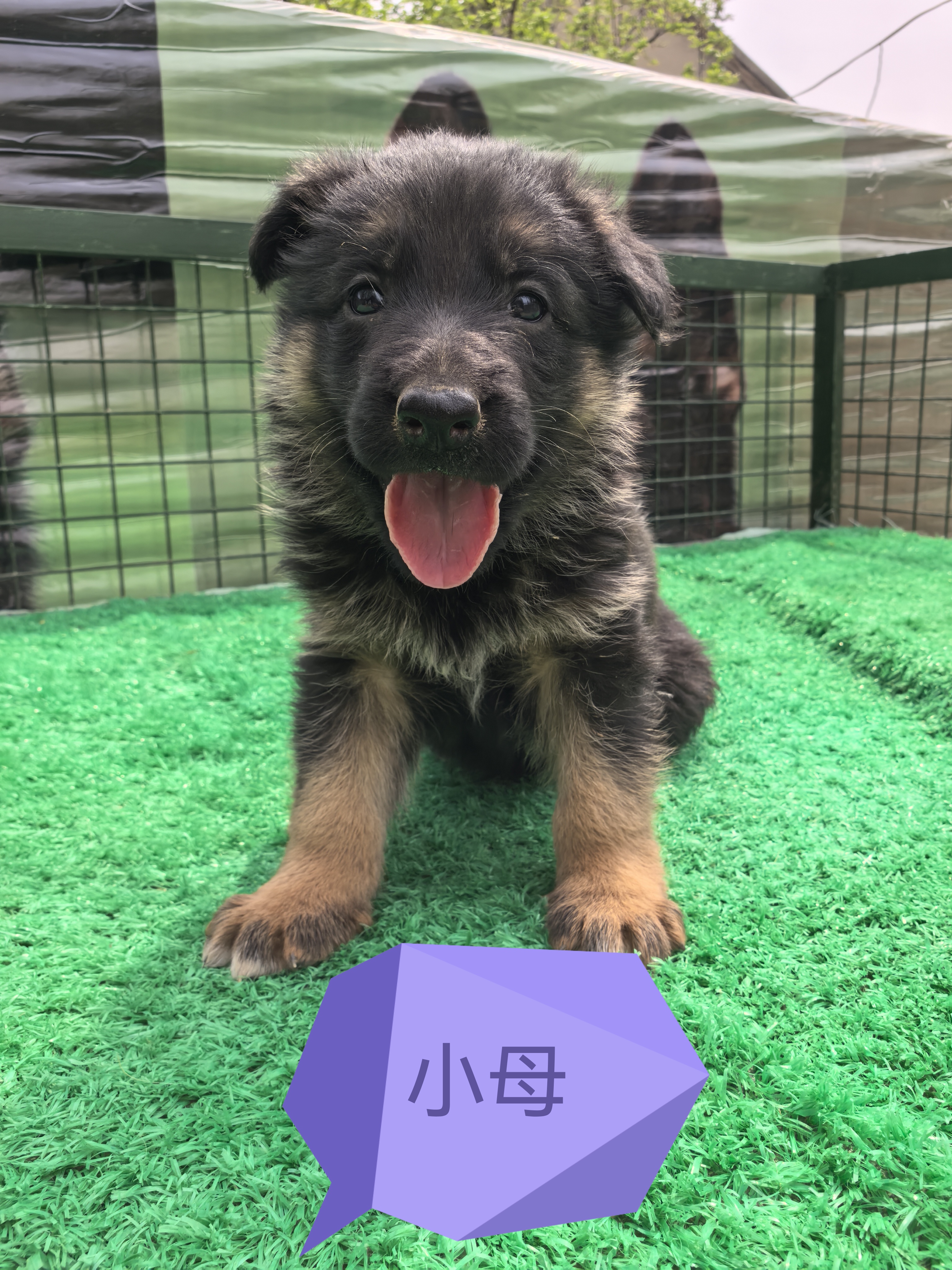 德国牧羊犬